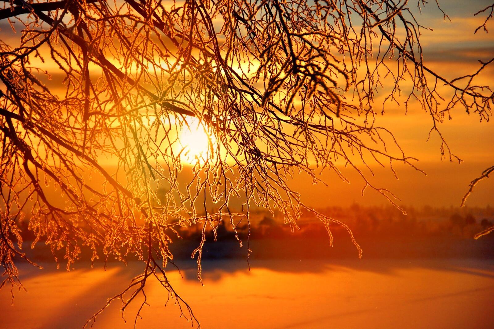 Бесплатное фото Холодное солнце зимним утром