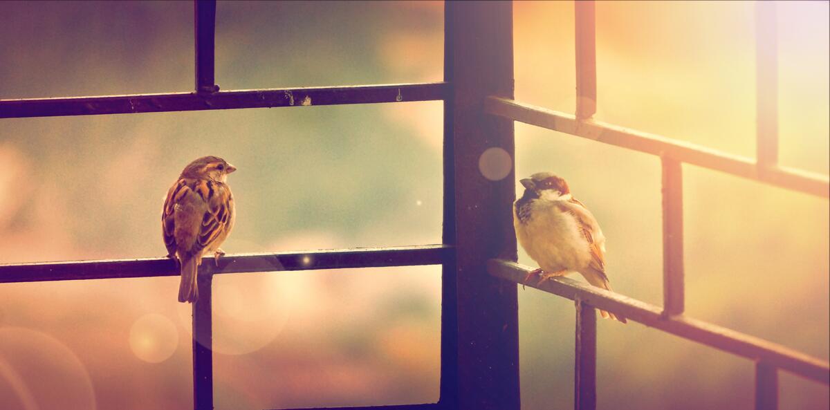 Two birds sitting on a fence on a sunny evening.
