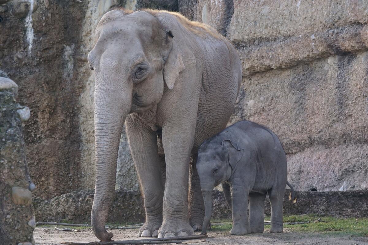 A baby elephant and her mommy in a stone wall.