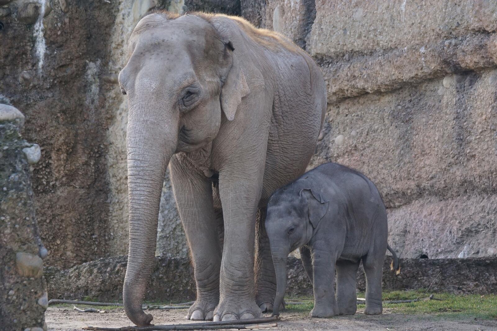 Free photo A baby elephant and her mommy in a stone wall.