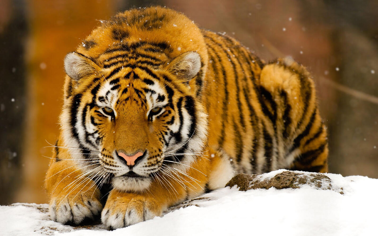Бесплатное фото Тигр на снегу