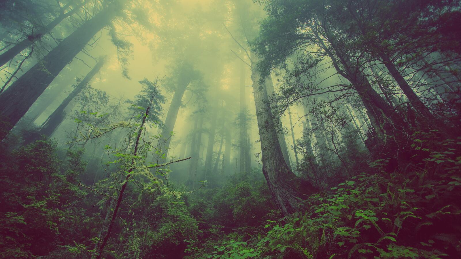 Бесплатное фото Мрачный старый лес
