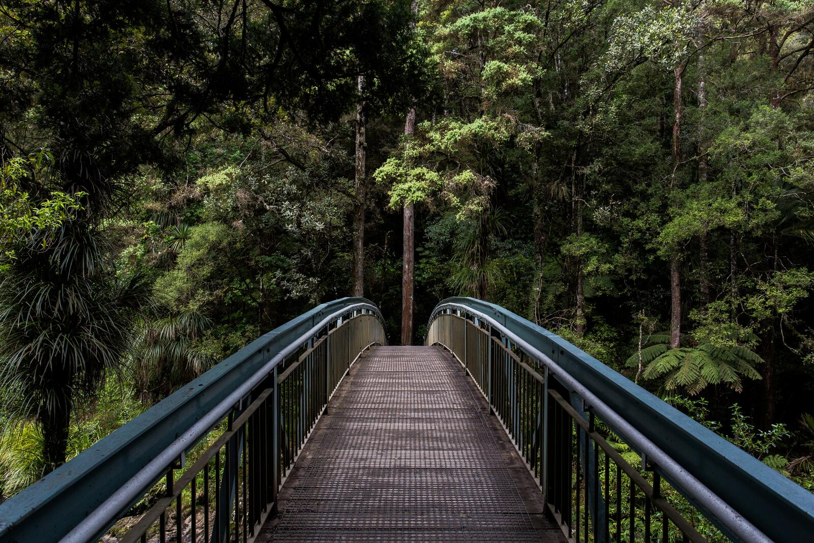 Free photo A bridge in a dense forest