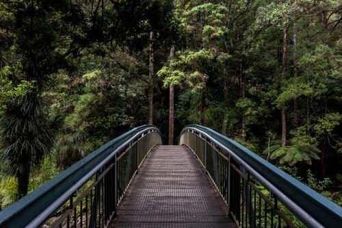 A bridge in a dense forest