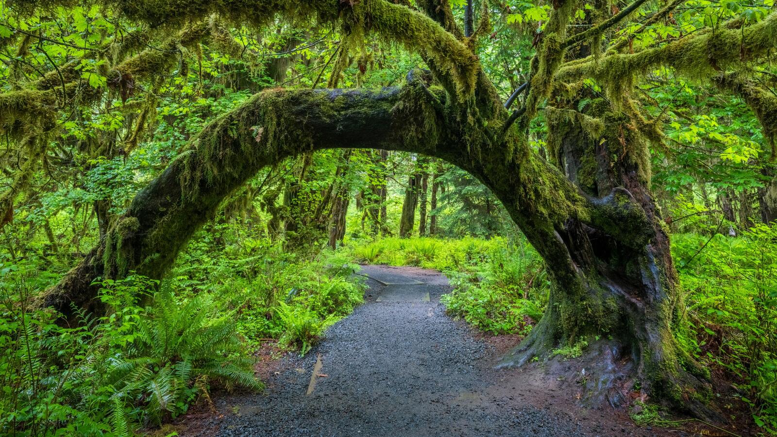 Бесплатное фото Старинное дерево растущее через дорогу образует арку растет в летнем лесу