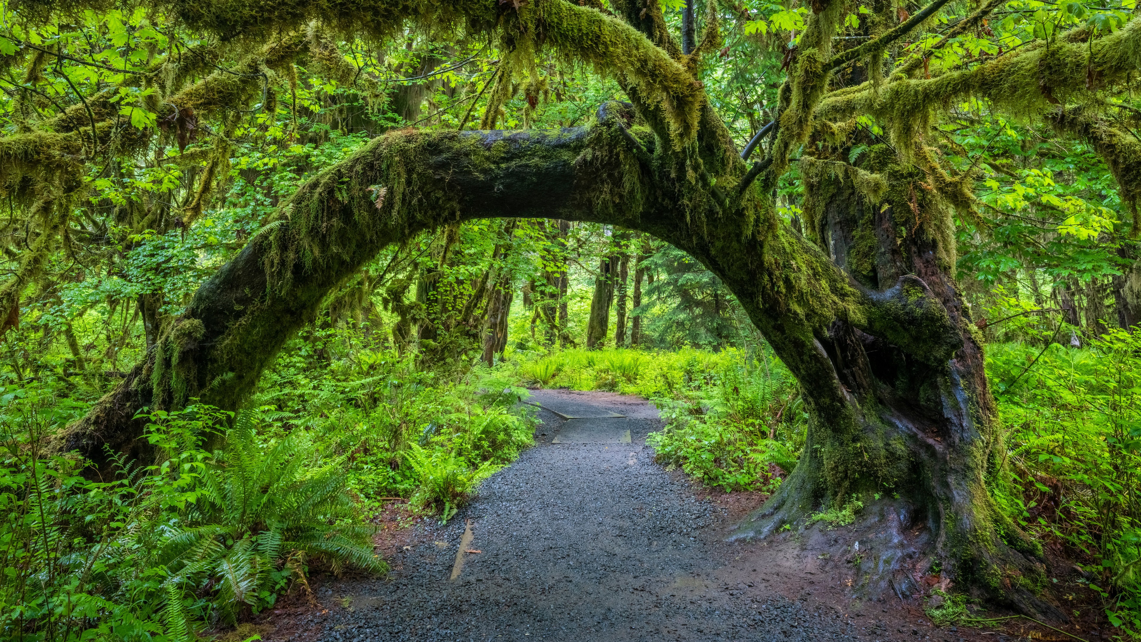 免费照片一棵生长在道路对面的古树形成了一个生长在夏季森林中的拱门