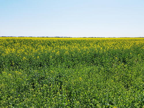 A large field overgrown with a field of yellow flowers