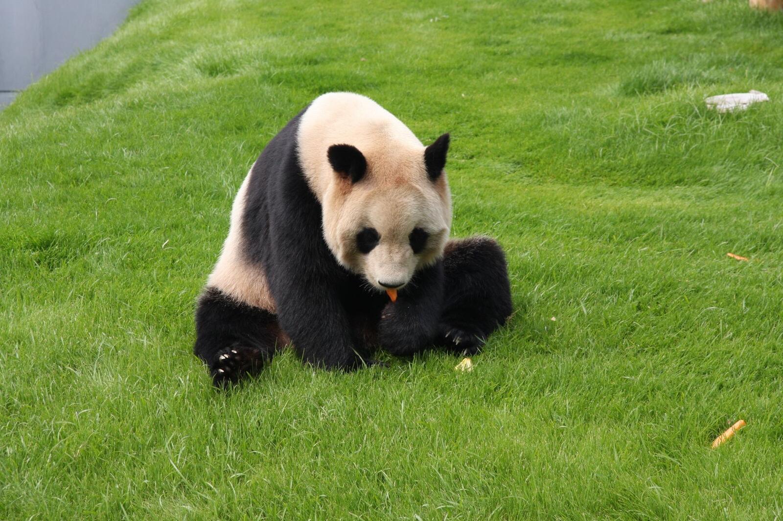 Free photo A panda sits on the green grass