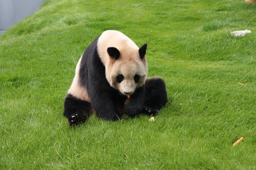 A panda sits on the green grass