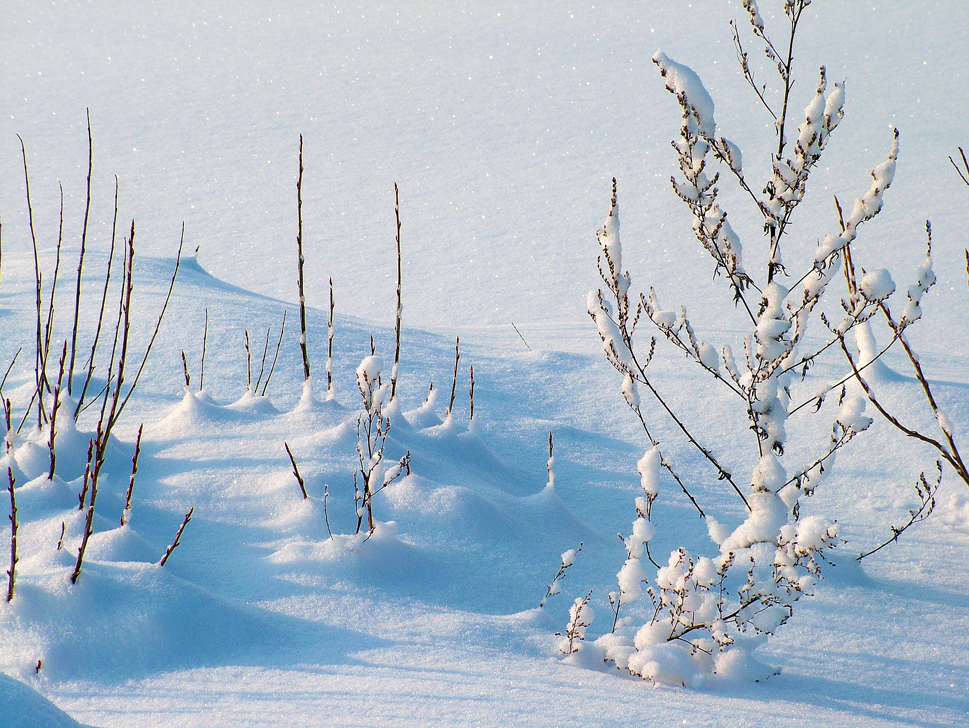 免费照片霜天里的冬日飘雪