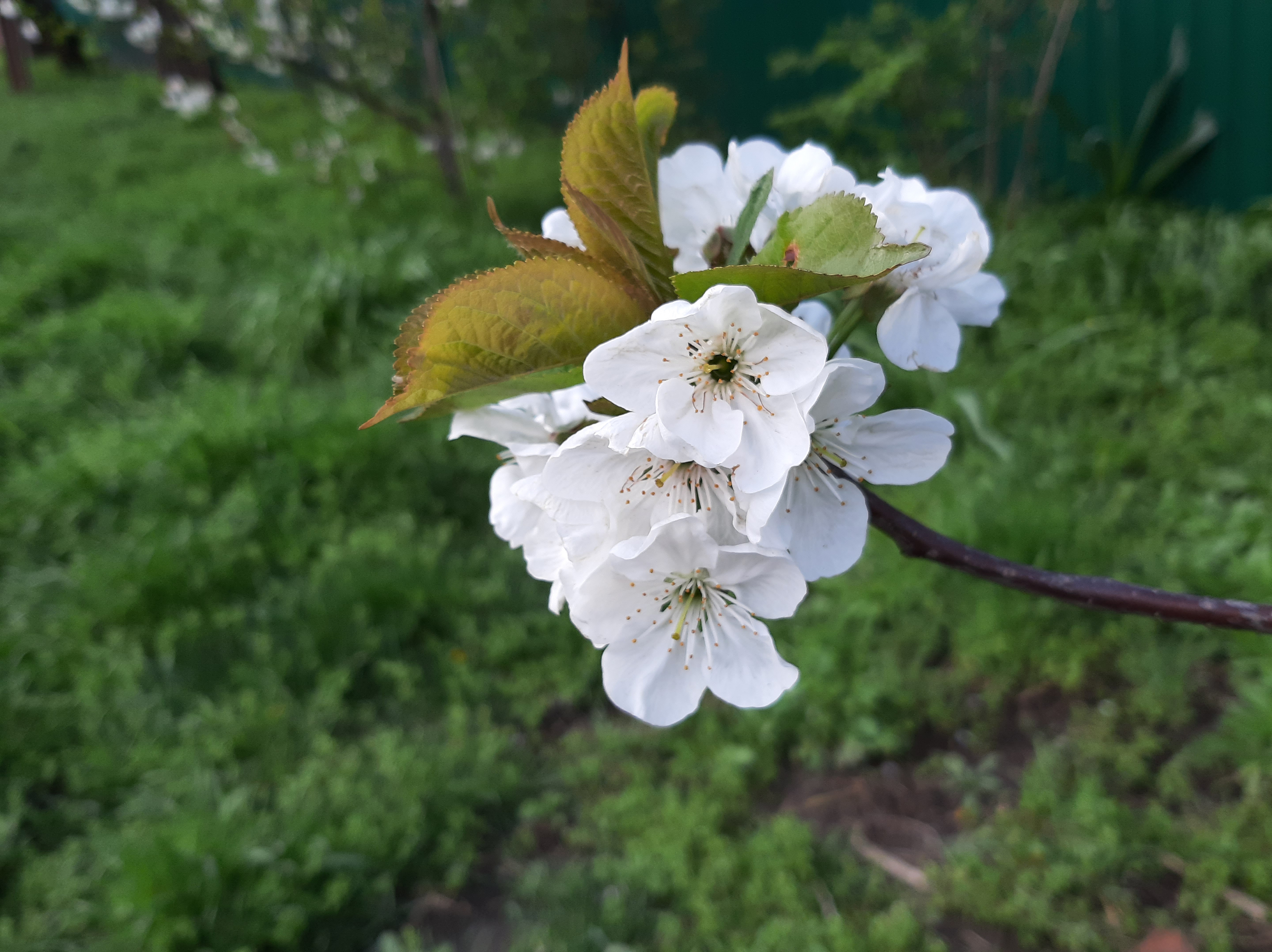 Бесплатное фото Белые цветочки на ветке дерева