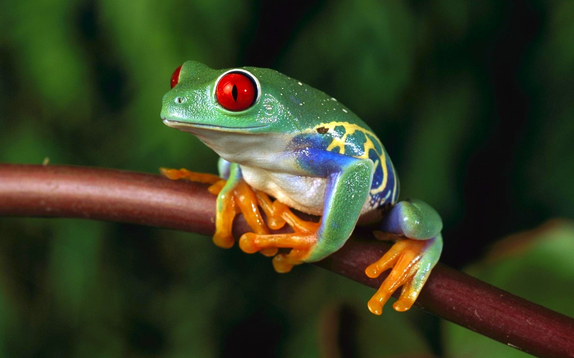 Free photo Red-eyed frog wallpaper