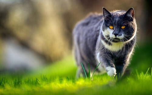 A gray cat walks on the green grass