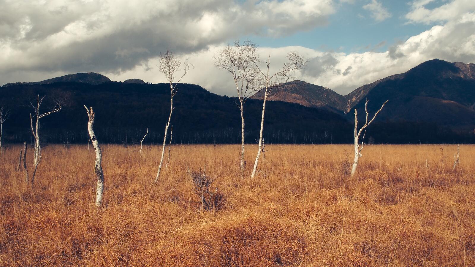 Бесплатное фото Осеннее поле с опавшими березами на фоне больших гор