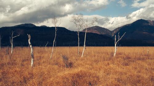 Осеннее поле с опавшими березами на фоне больших гор