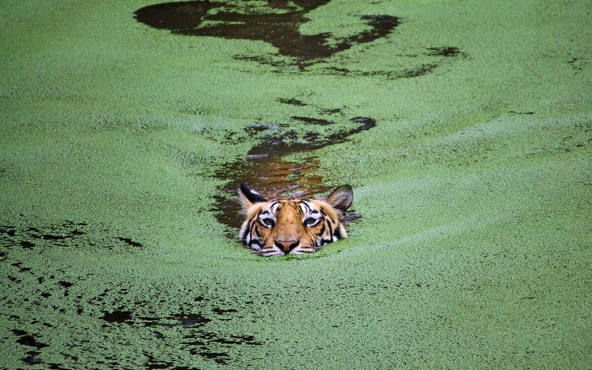 A tiger swims across a swamp