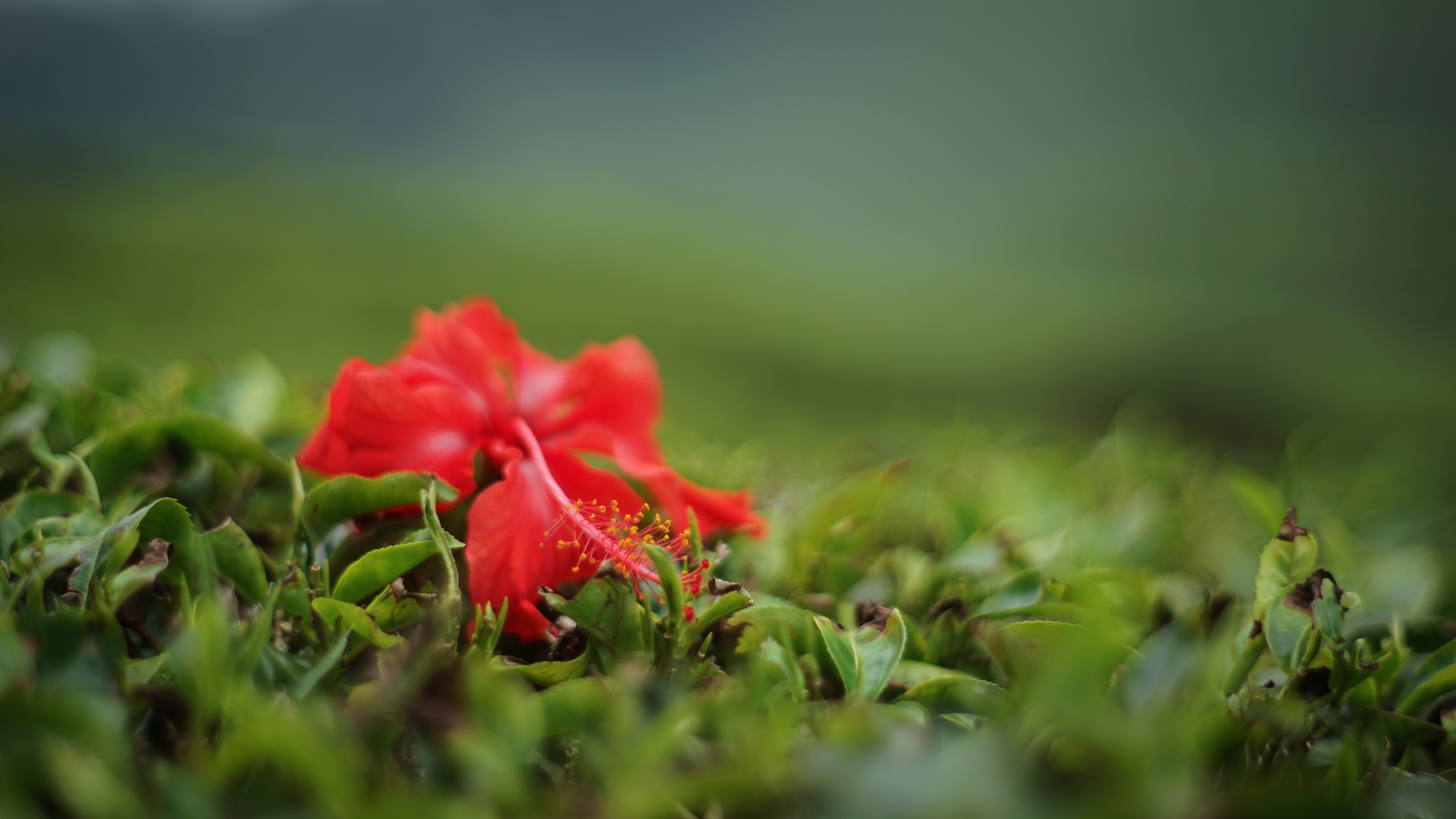 一朵红花躺在绿色的草地上。