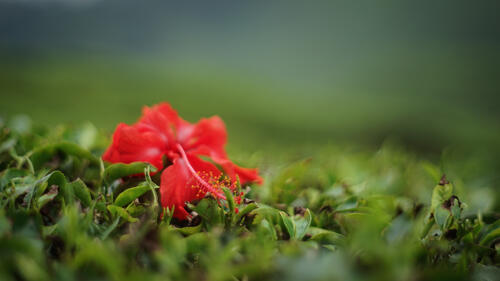 Красный цветочек лежит на зеленой траве