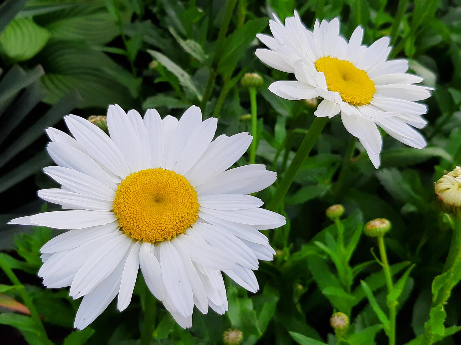 免费照片美丽的灌木丛里有雪白的雏菊