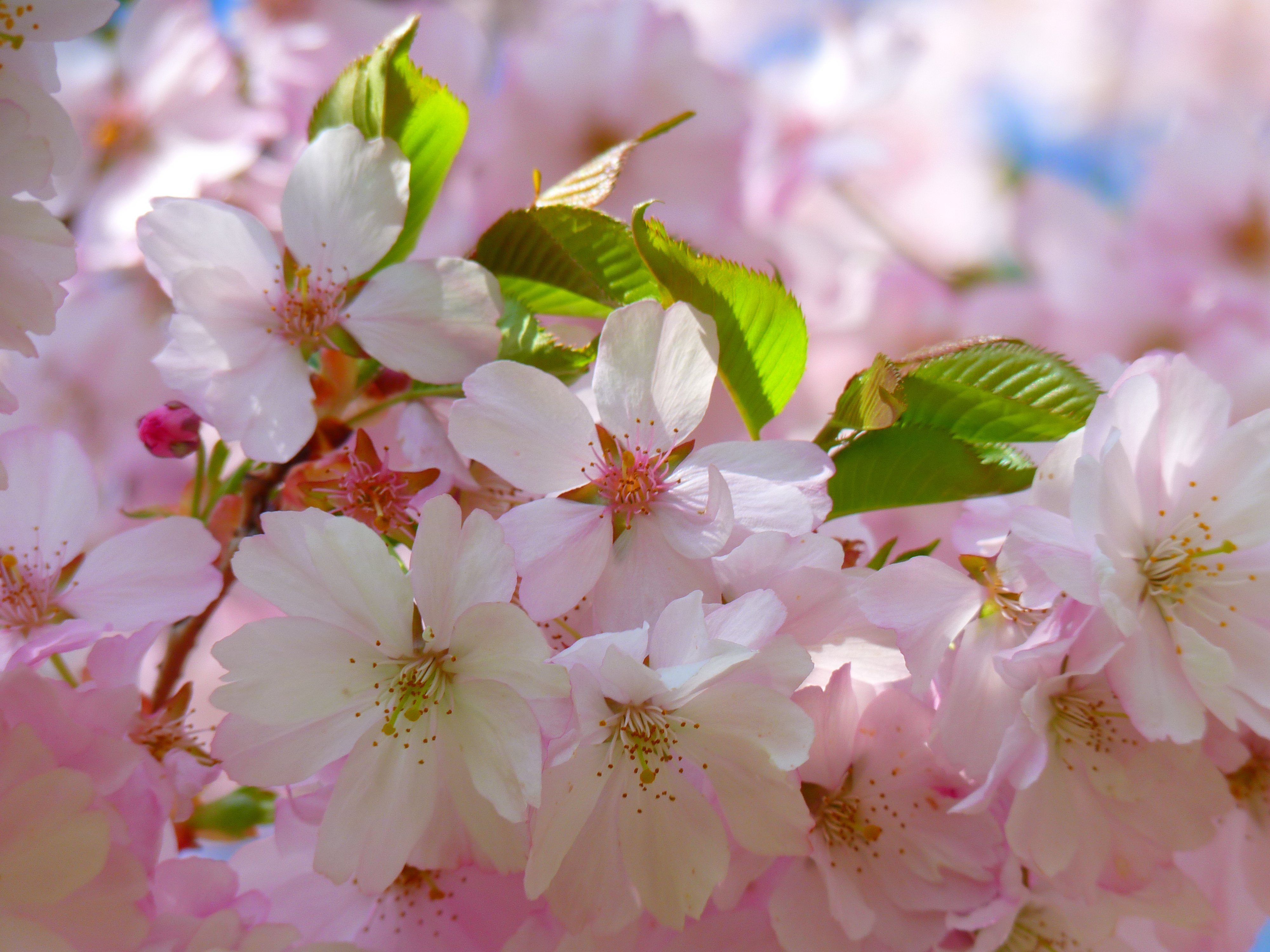Бесплатное фото Маленькие белые цветочки цветущего дерева
