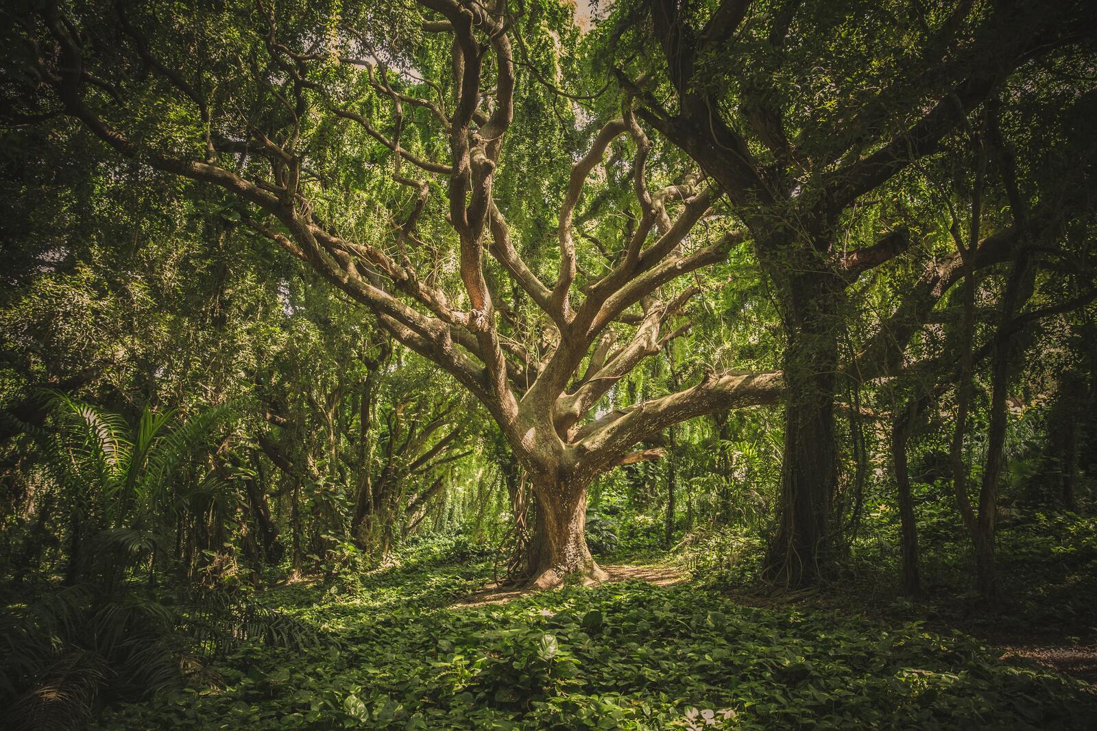 Бесплатное фото Зеленый непроходимый лес