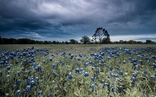Large field with blue wildflowers