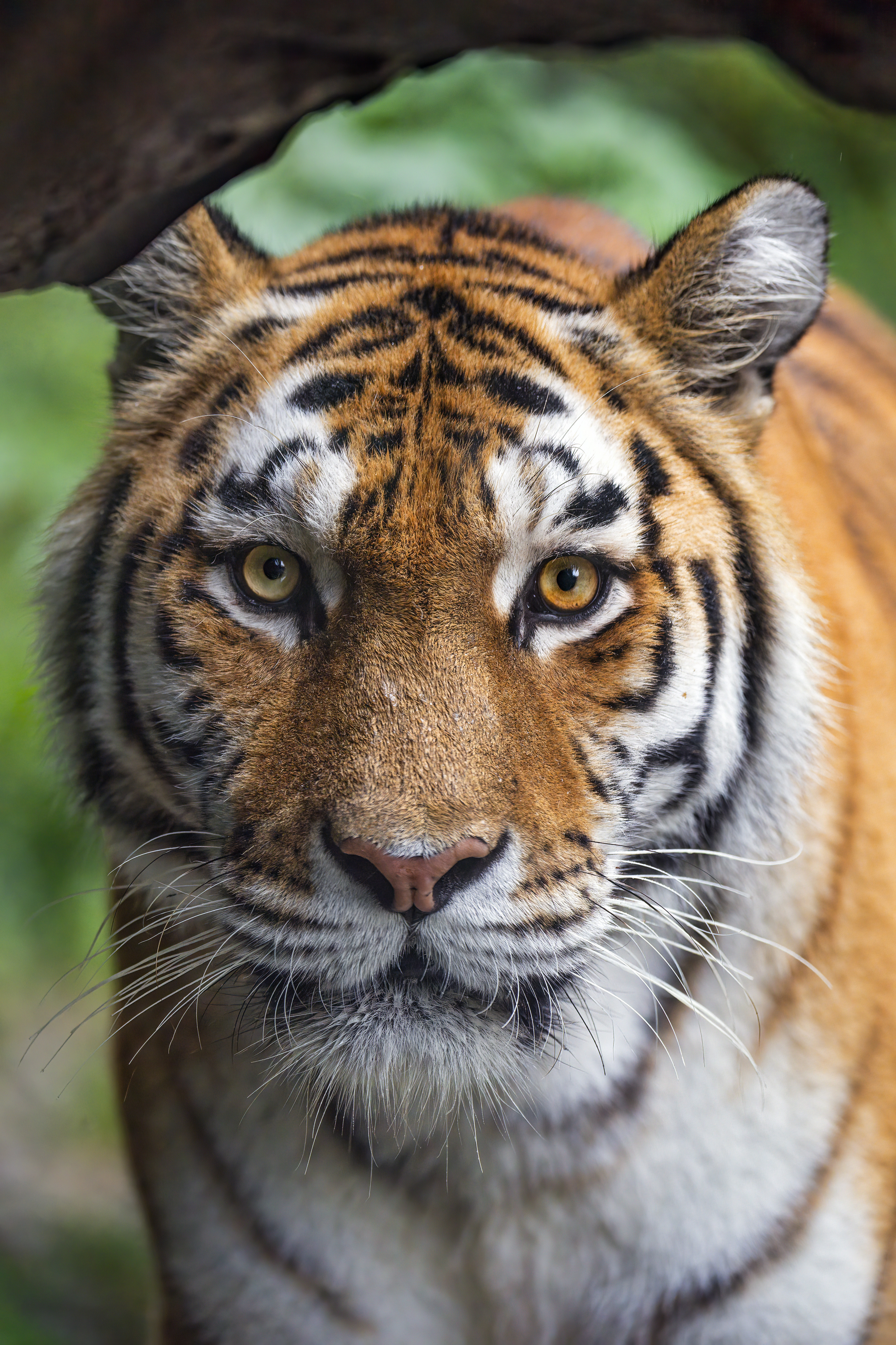 Free photo Portrait of a Tigress