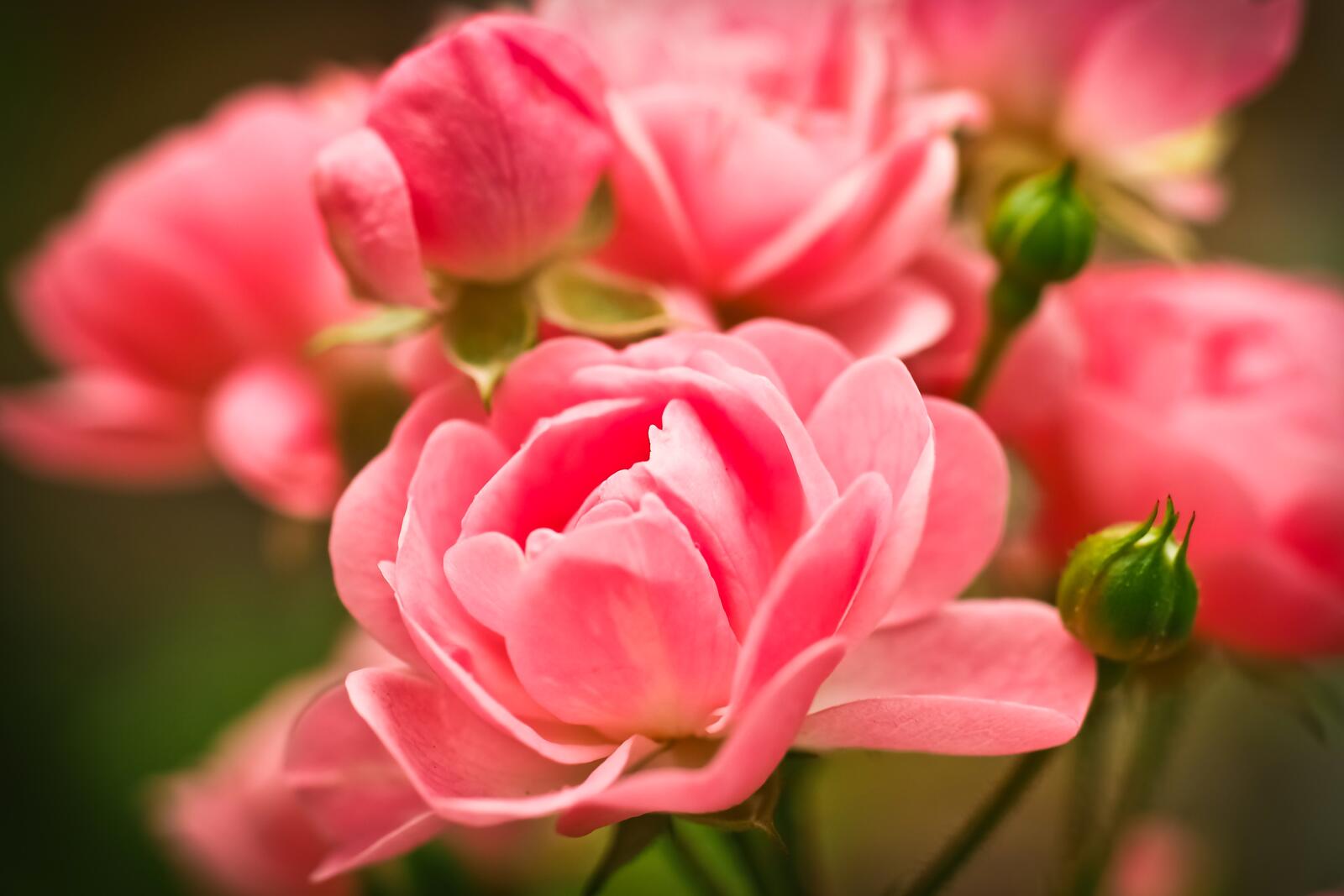 Бесплатное фото Маленькие розовые розы