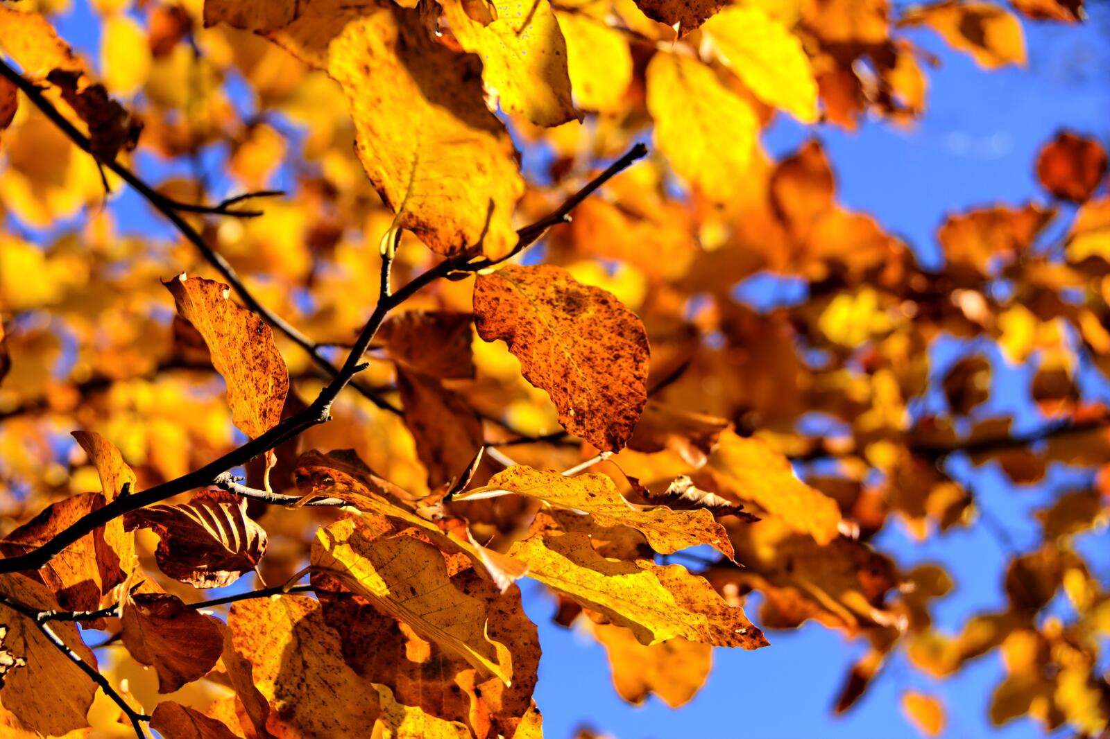 Бесплатное фото Желтые листья