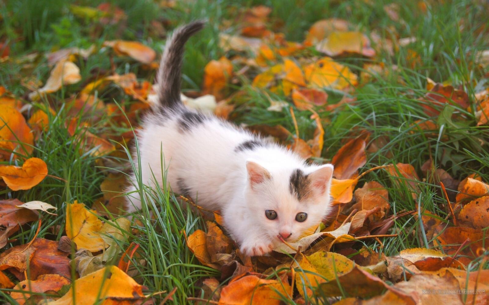 Бесплатное фото Маленький котенок крадется по опавшим листьям