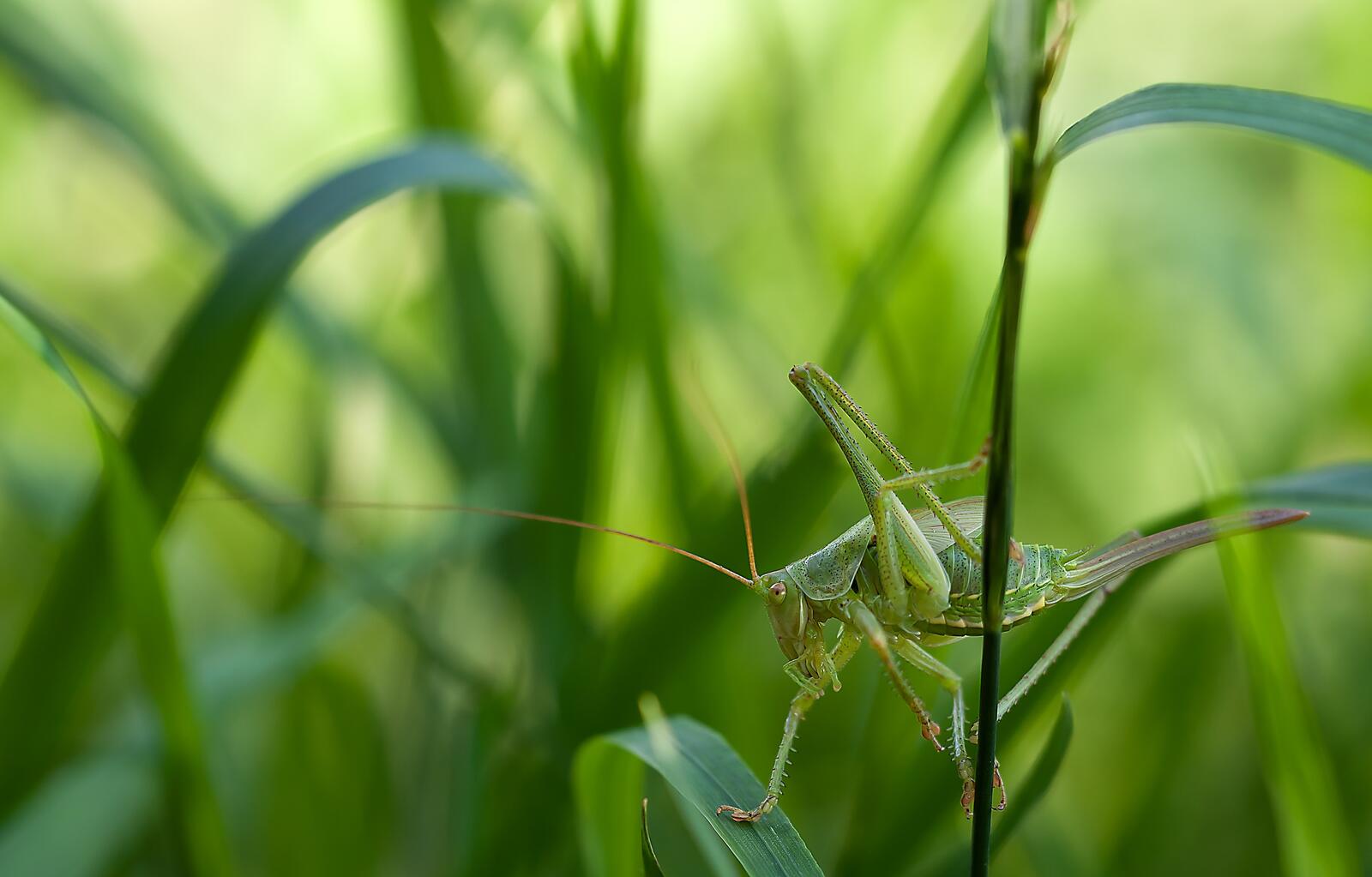 Free photo A green grasshopper in the grass