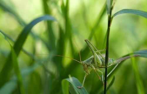 A green grasshopper in the grass
