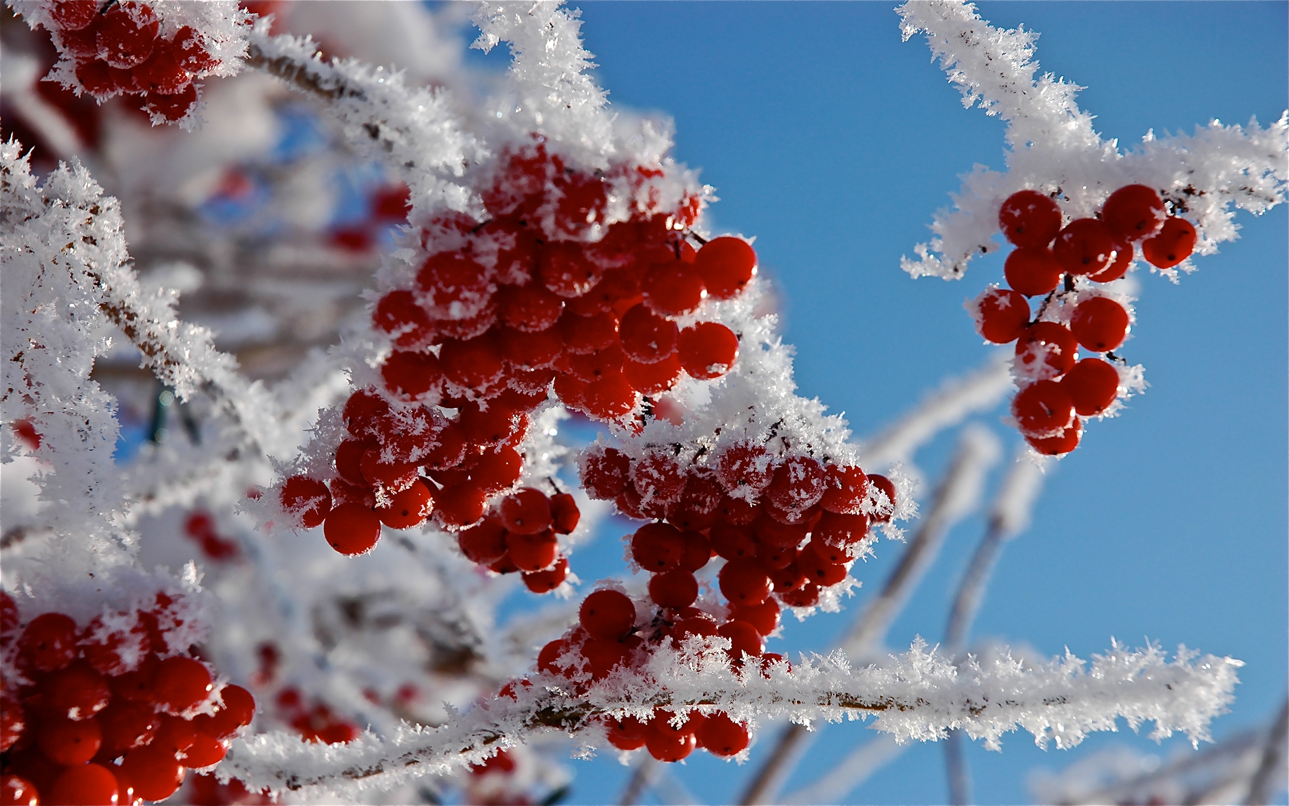 Free photo Frozen rowanberries