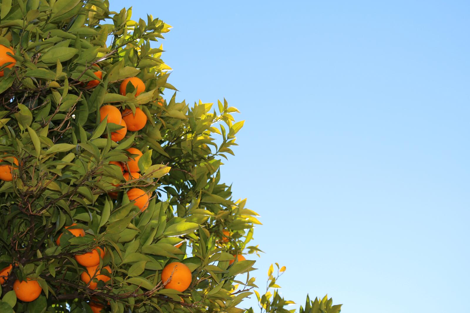 Бесплатное фото Апельсиновое дерево с плодами