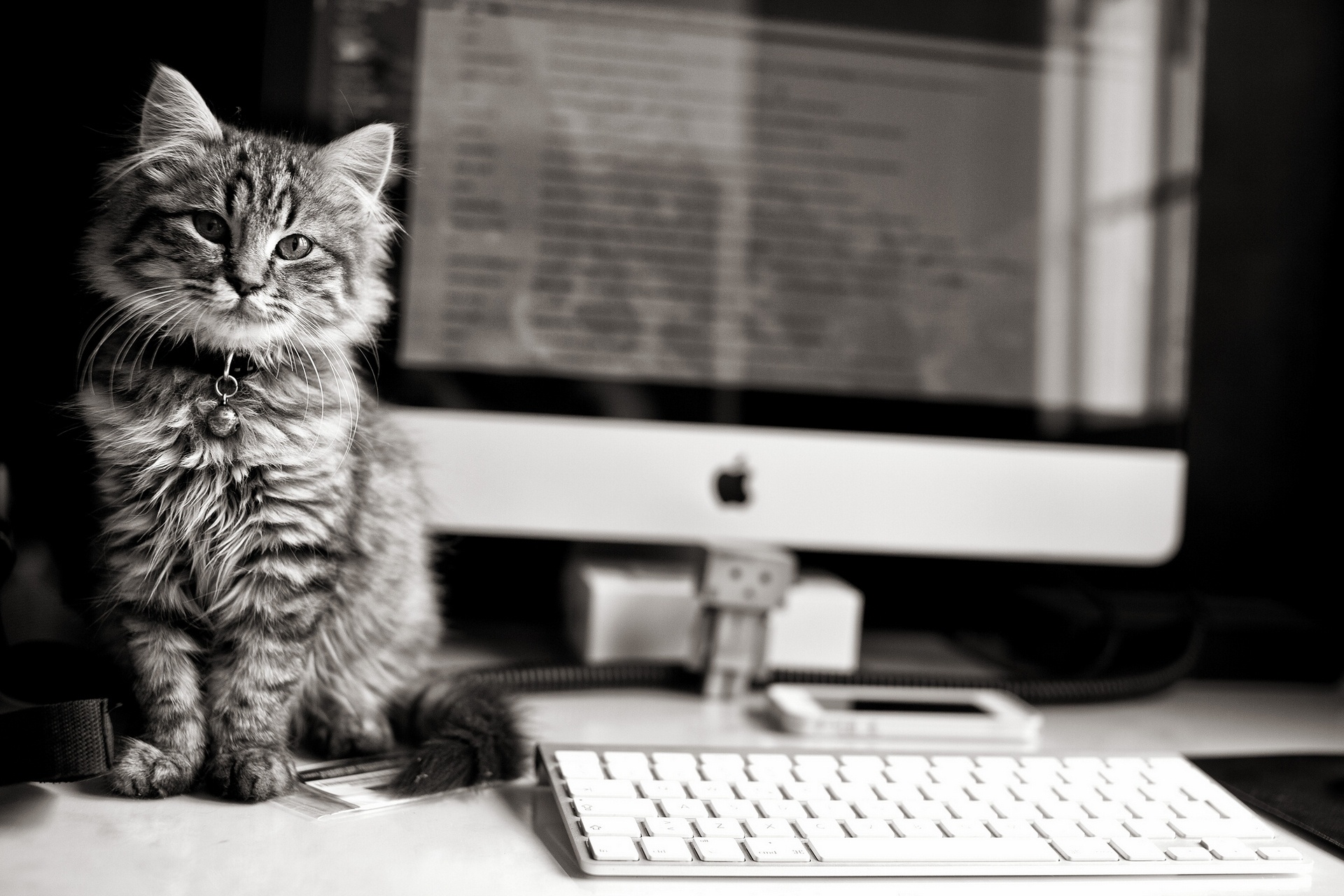 A kitten sits by a computer in a monochrome photo