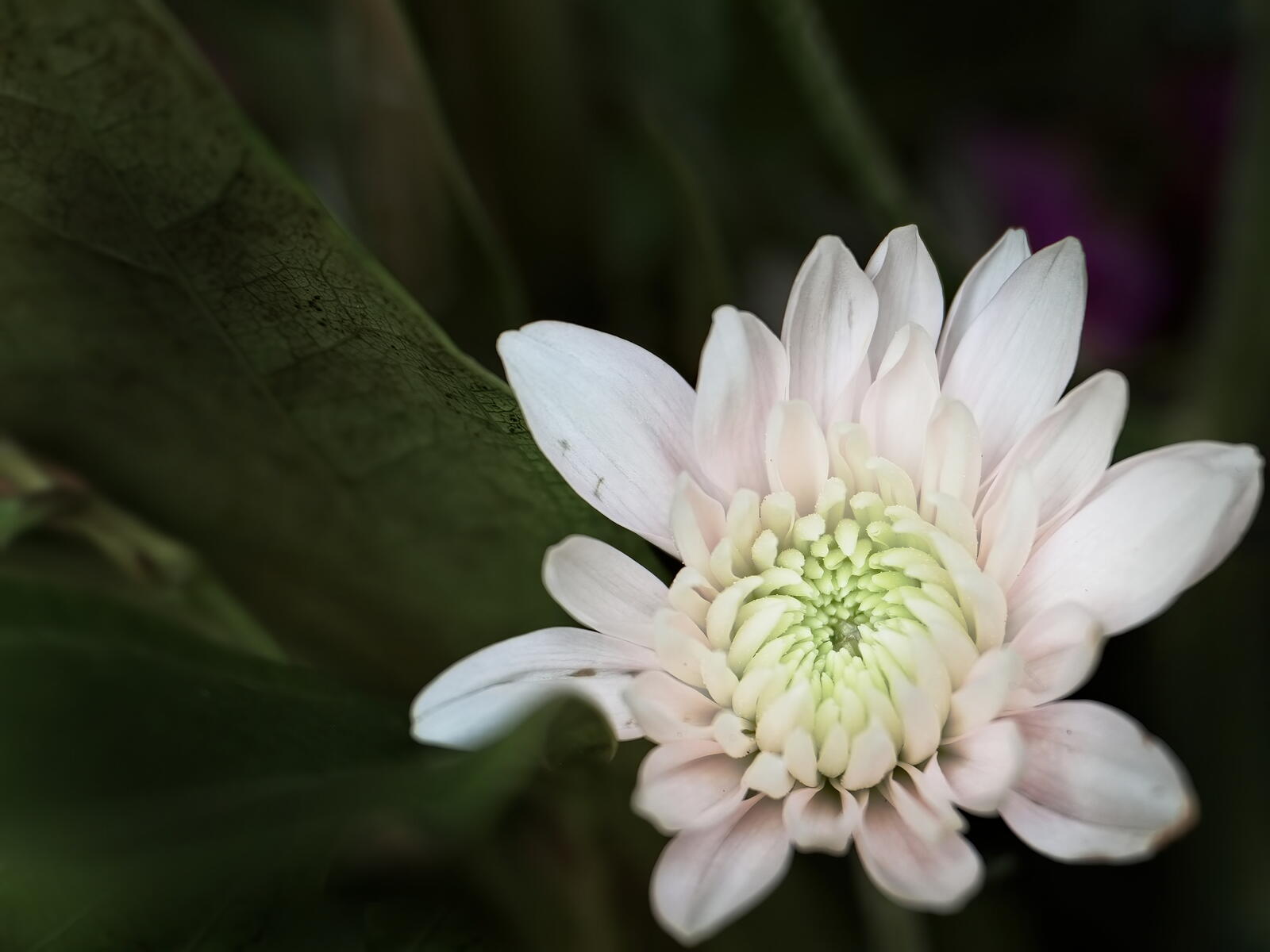免费照片一朵孤独的白花