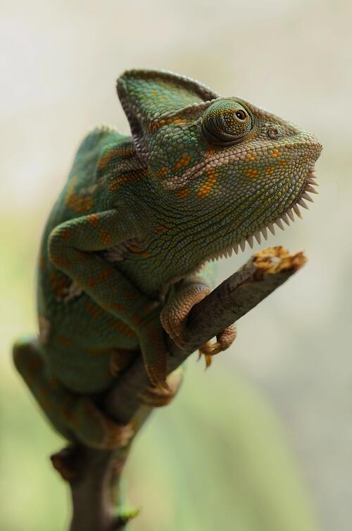 A Yemeni chameleon on a twig.