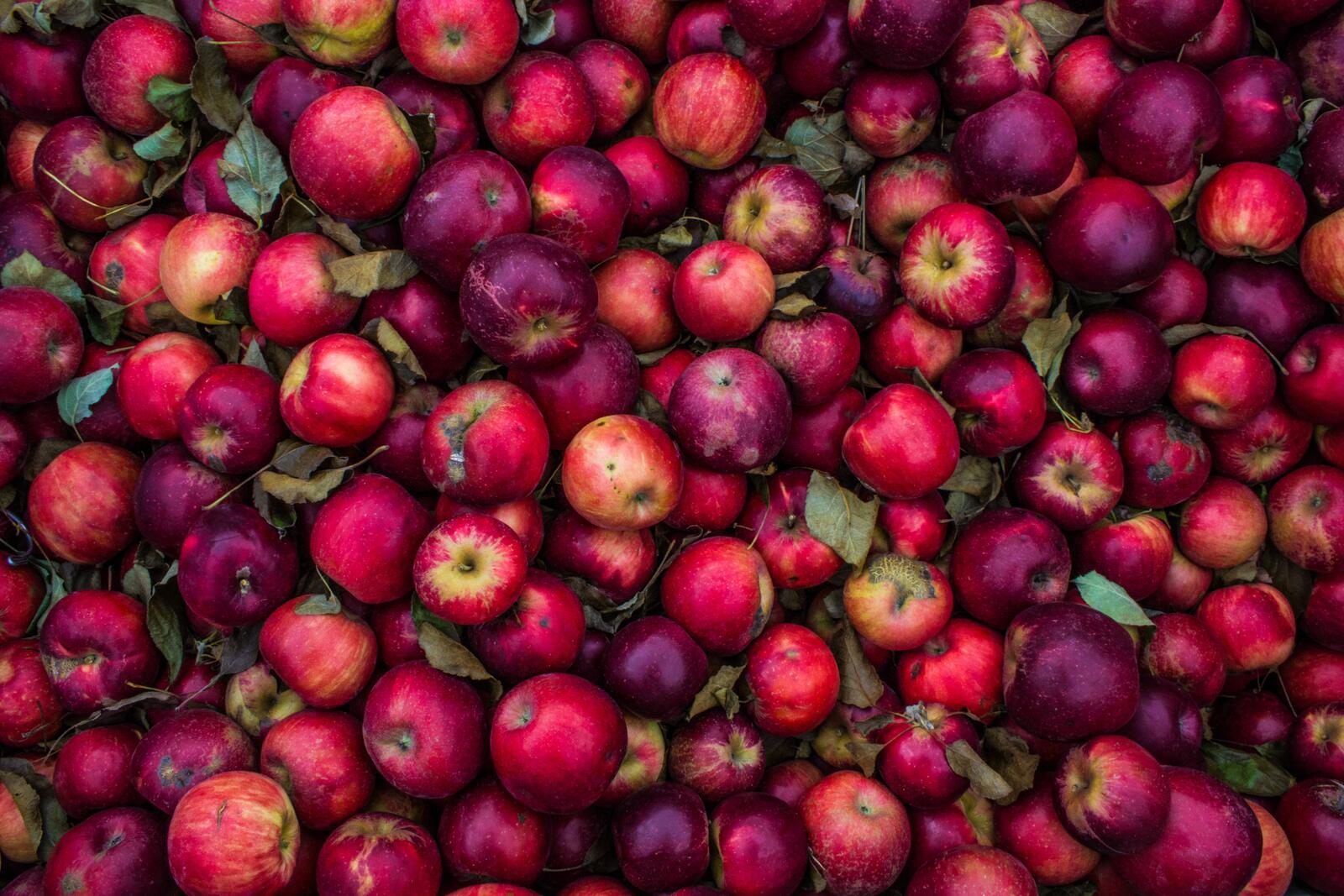 Бесплатное фото Большая куча сорванных яблок красного цвета