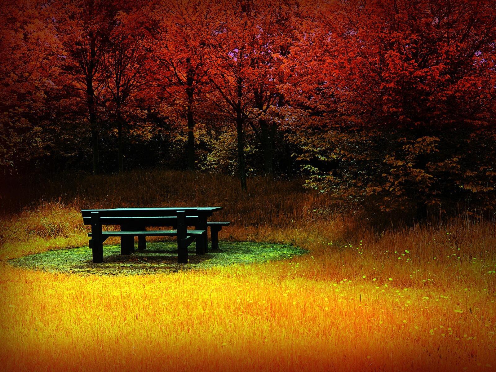 Wallpapers bench fall forest clearing on the desktop
