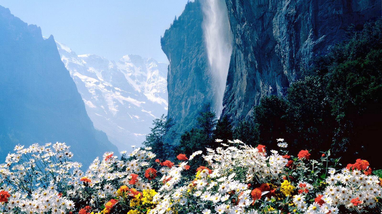Бесплатное фото Полевые цветы на фоне водопада