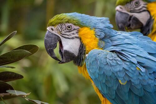 Разноцветные попугаи Ара сидят на ветке дерева