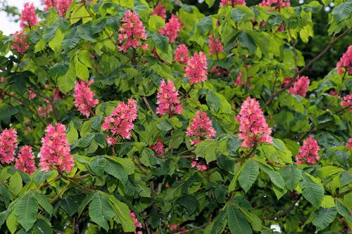 A large shrub with pink flowers
