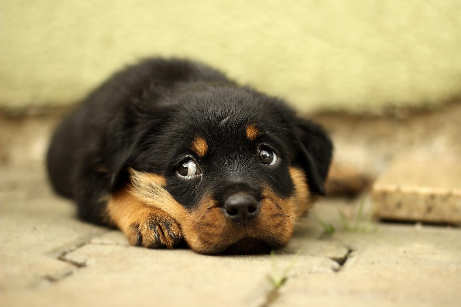 Free photo A puppy with cute eyes
