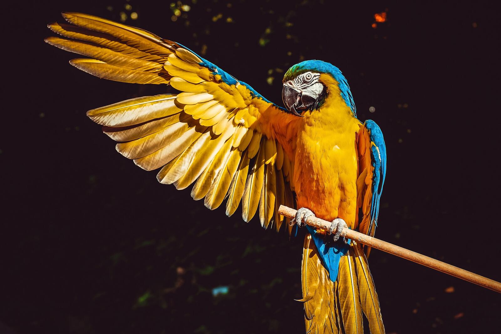 Бесплатное фото Попугай машет крылом
