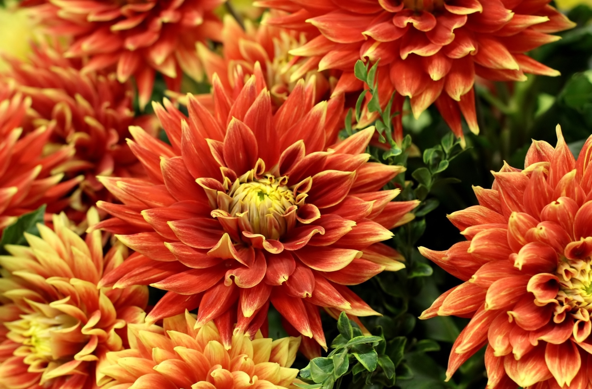 免费照片橙色的大丽花花瓣