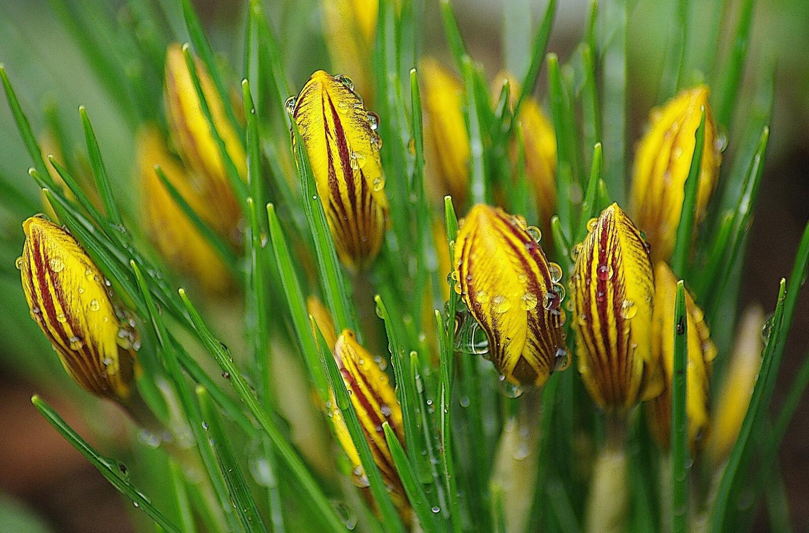 Free photo Unbloomed yellow crocuses