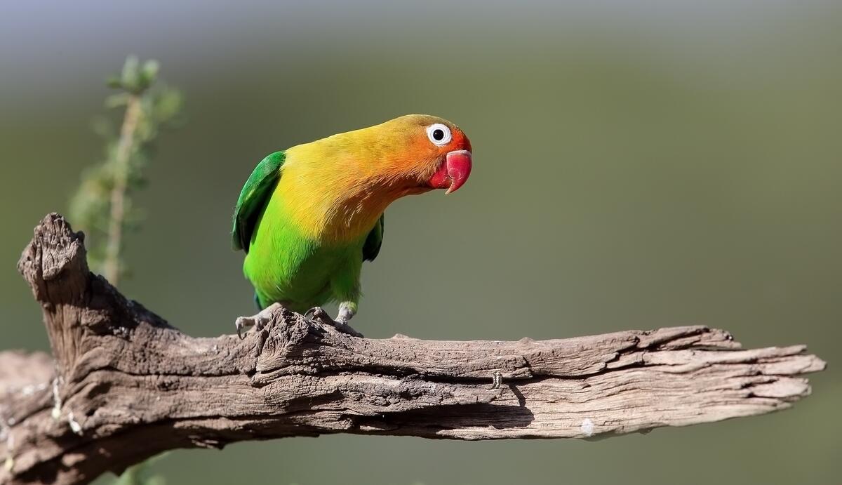 A colored parrot sits on a broken branch