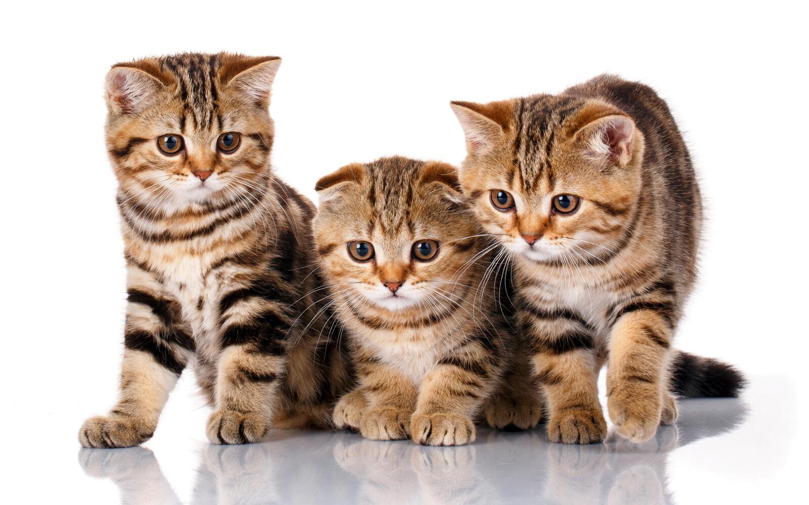 Free photo Three identical kittens with a surprised look in their eyes