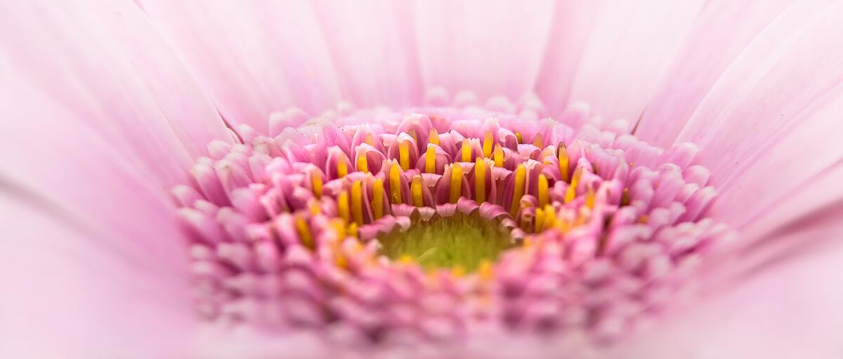 A close-up of a pink flower