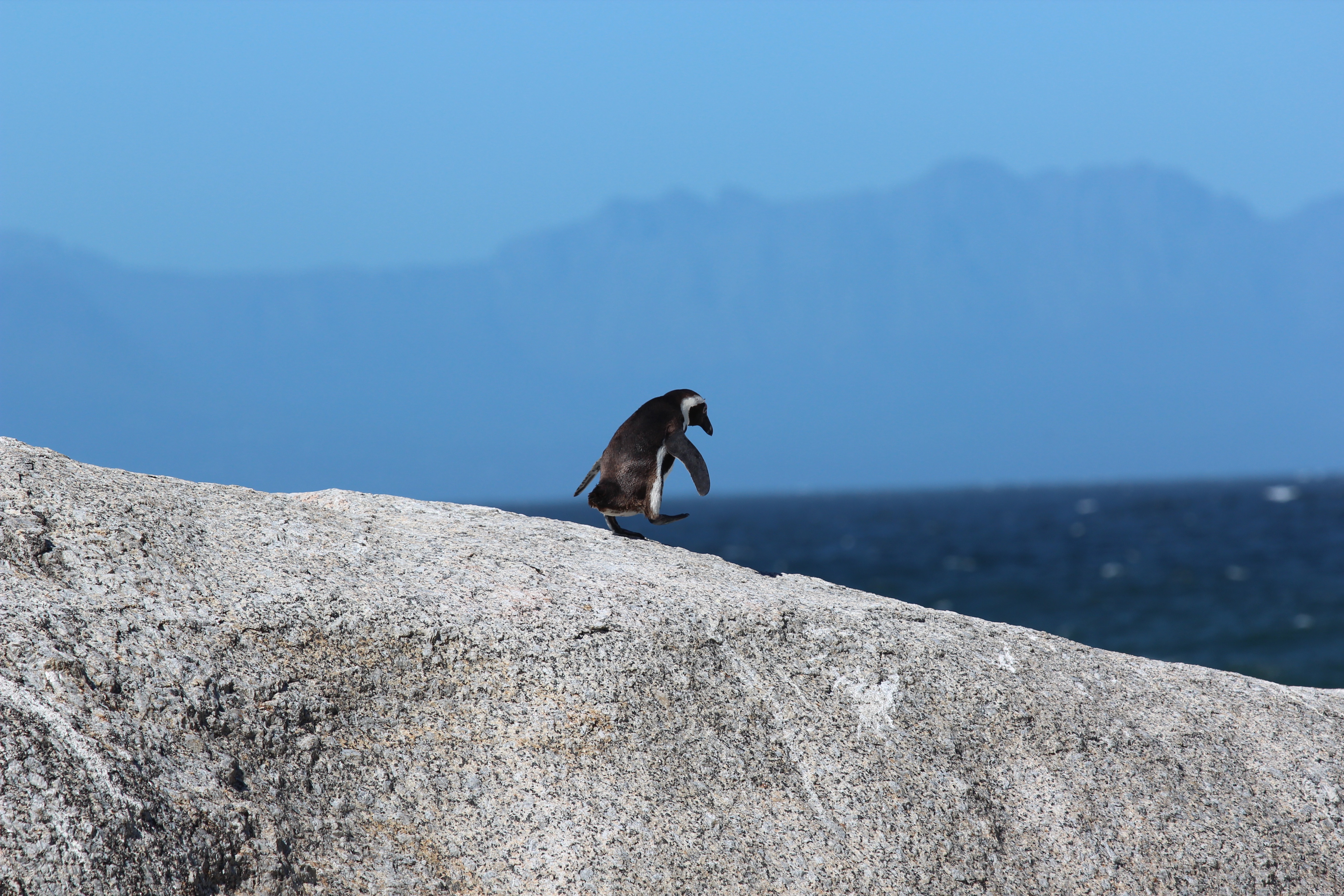 在岩石上行走的企鹅